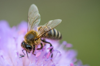 Honey Bee, Unmedicated, Raw, Natural