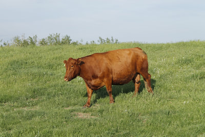 Pasture, Beef Cow, Grass fed, Natural